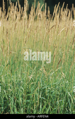 L'alpiste roseau (Phalaris arundinacea), la fructification Banque D'Images