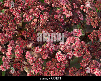 Orpine (Sedum telephium 'karfunkelstein' hylotelephium telephium. syn 'karfunkelstein') Banque D'Images