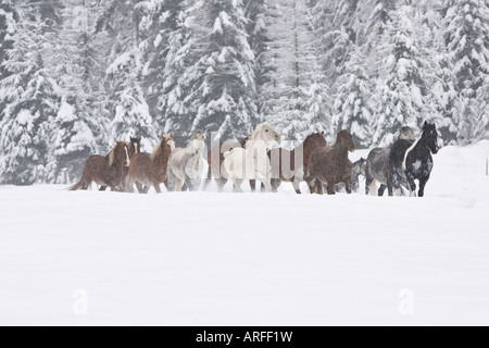 Chevaux qui courent dans la neige du Montana. Banque D'Images