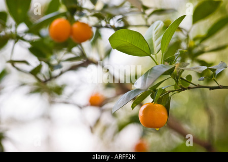 Mandarin Orange arbre avec des fruits mûrs Citrus reticulata Banque D'Images