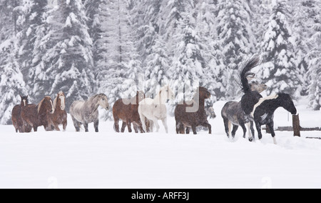 Chevaux qui courent dans la neige, dans le Montana. Banque D'Images