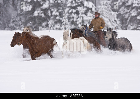 Chevaux qui courent dans la neige dans le Montana Banque D'Images