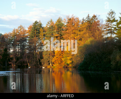 Les cygnes et les couleurs de l'automne vu plutôt Heath Tarn, près de Staveley, près de Kendal, Parc National de Lake District, Cumbria, England, UK. Banque D'Images