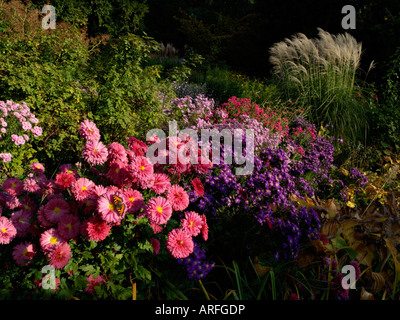 Chrysanthème (chrysanthemum), l'Aster (Aster) et d'argent chinois herbe (Miscanthus sinensis) Banque D'Images