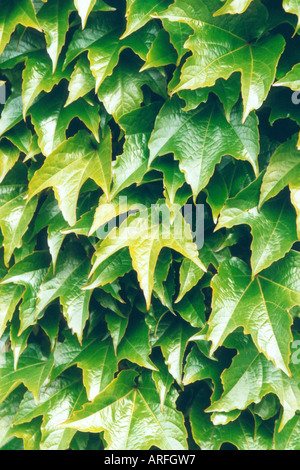 Boston ivy, réducteur du Parthenocissus tricuspidata (japonais), feuilles, Allemagne Banque D'Images