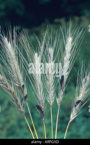 Le sang, l'ergot Claviceps purpurea (racine), des organes de fructification sur un grain de tiges, de Secale cereale Banque D'Images