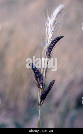 Le sang, l'ergot Claviceps purpurea (racine), des organes de fructification sur une tige du grain Banque D'Images