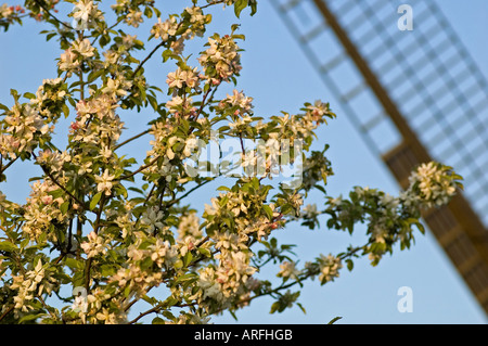 Arbre fruitier en face d'un moulin à vent Auf der Hoechte, Allemagne, Rhénanie du Nord-Westphalie Banque D'Images