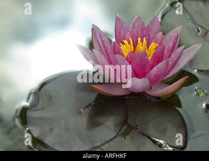 Pygmi Nénuphar (Nymphaea tetragona) Banque D'Images