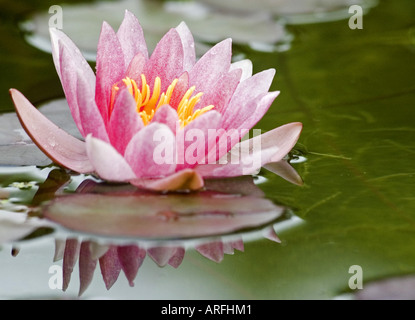 Pygmi Nénuphar (Nymphaea tetragona) Banque D'Images