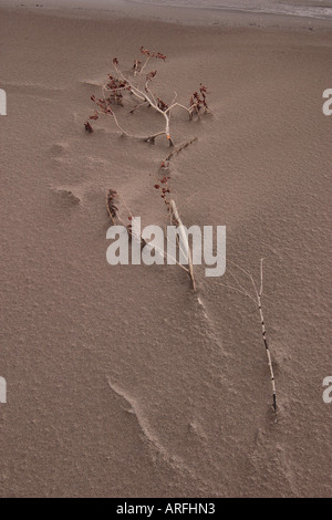 Arbre enterré dans le sable Banque D'Images