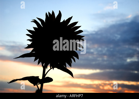 Politique du tournesol (Helianthus annuus), silhouette du tournesol Banque D'Images