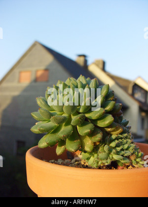 (Tundelii tundelii Echeveria Echeveria), plante en pot sur un rebord de fenêtre Banque D'Images