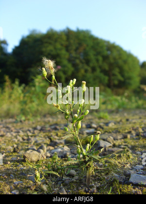 Horseweed vergerette du Canada, (Conyza canadensis, Erigeron canadensis), l'usine de fructification sur site industriel Banque D'Images