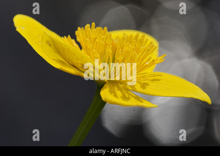 Kingscup, Populage des marais (Caltha palustris), seul fleurissent en face de reflets de lumière, l'Allemagne, la Bavière Banque D'Images