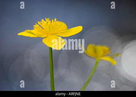 Kingscup, Populage des marais (Caltha palustris), deux fleurs en face de reflets de lumière, l'Allemagne, la Bavière Banque D'Images