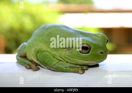 Rainette de White, Litoria caerulea Hyla caerulea, Pelodryas caerulea), assis, l'Australie, Australie occidentale, Banque D'Images