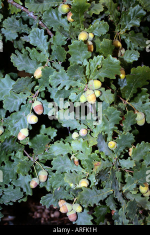 Arbre de chêne anglais Acorns-Quercus avec robur-Famille Fagaceae Banque D'Images