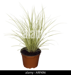Plus de Brown (Carex brunnea ' Variegata', Carex brunnea 'Variegata), plante en pot formulaire blanc-vert. Banque D'Images