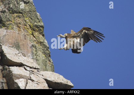 Vautour fauve (Gyps fulvus), d'oiseaux adultes l'atterrissage sur un rocher, l'Espagne, l'Estrémadure Banque D'Images