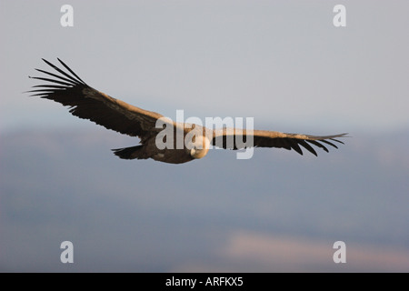 Vautour fauve (Gyps fulvus), Hot bird flying, l'Espagne, l'Estrémadure Banque D'Images