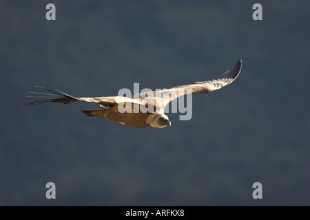 Vautour fauve (Gyps fulvus), Hot bird flying, l'Espagne, l'Estrémadure Banque D'Images