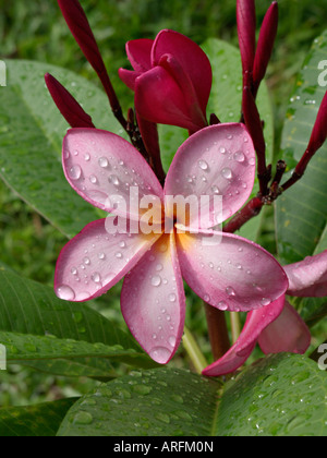 Frangipaniers (plumeria rubra) Banque D'Images