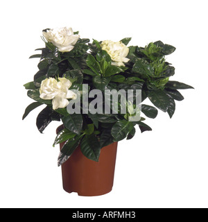 Gardenia jasminoides (Jasmin du cap, Gardenia augusta), plante en pot Banque D'Images