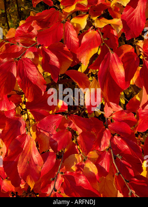 Ironwood perse (parrotia persica) Banque D'Images