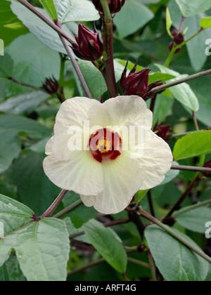 La Jamaïque sorrel (hibiscus sabdariffa) Banque D'Images