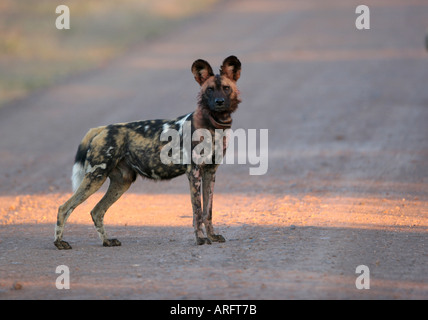 Chien sauvage d'Afrique mâle sur la route ensoleillée Banque D'Images
