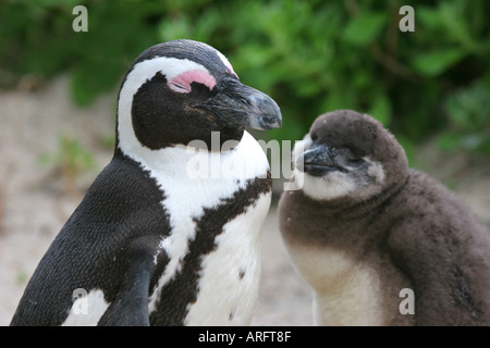 Manchot du mère et bébé à la plage de Boulders Péninsule du Cap Afrique du Sud Banque D'Images