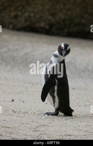 Manchot à Boulders Beach Péninsule du Cap Afrique du Sud Banque D'Images