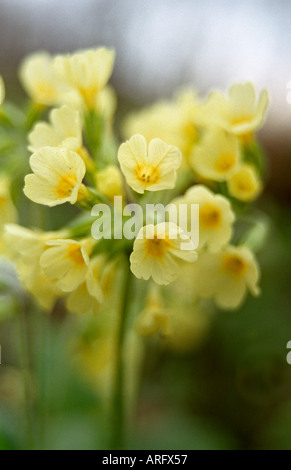 Fleurs sauvages primula elator Banque D'Images