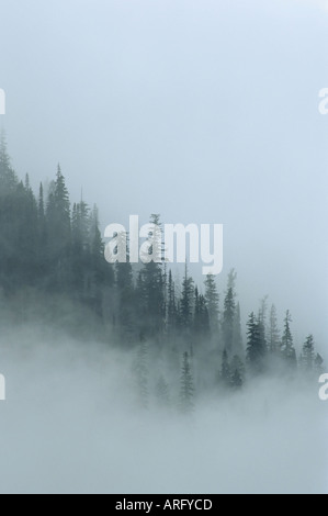 Pins dans le brouillard, Jewel bassin, la Forêt Nationale de Flathead, Montana, USA Banque D'Images