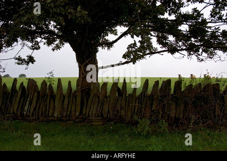 Un vieux mur de pierres sèches cornish sépare deux champs verts et moutons résident Banque D'Images