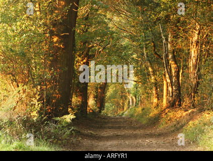 Chemin bordé d'arbres dans la lumière du soir d'or à Norfolk en Angleterre Banque D'Images