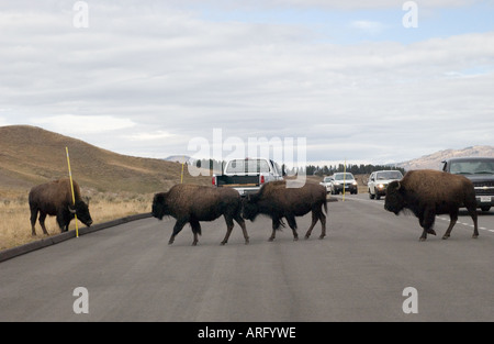 Bison (Bison bison) troupeau de traverser la route, le Parc National de Yellowstone, Wyoming, USA Banque D'Images