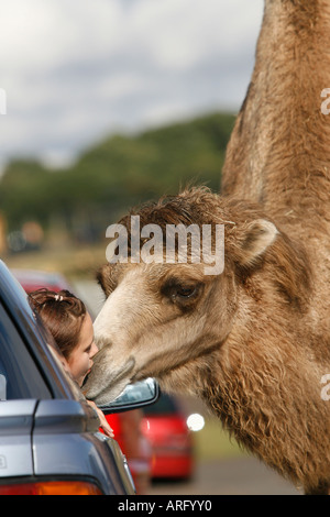 Girl kissing un chameau de la voiture à West Midlands Safari Park Kidderminster England UK Banque D'Images