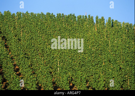 En été, les raisins Riesling vignoble Banque D'Images