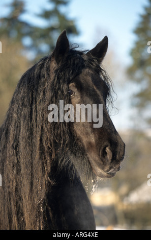 Portrait d'un cheval noir Poney Fell Banque D'Images