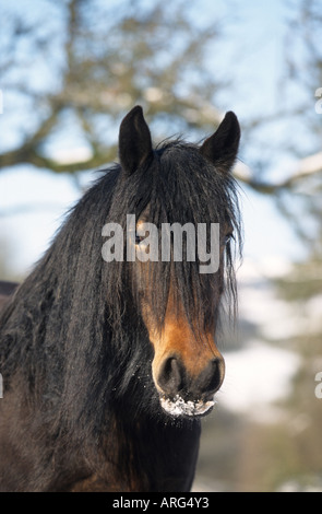 Portrait d'un Cheval poney Fell Banque D'Images