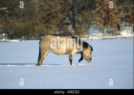 Cheval Prezewalski creuser dans la neige Banque D'Images