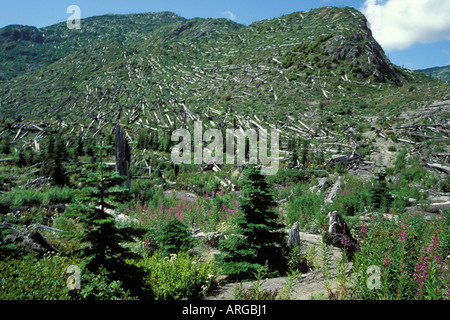 Les arbres abattus au Mont St Helens Washington National Moument des vestiges de l'éruption du volcan en 1980 s Banque D'Images