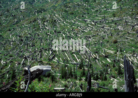 Les arbres abattus au Mont St Helens Washington National Moument des vestiges de l'éruption du volcan en 1980 s Banque D'Images