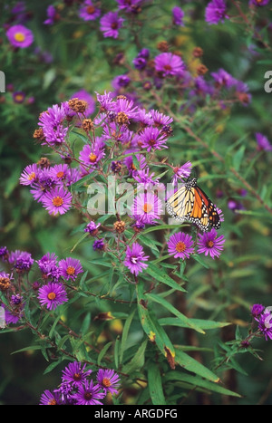 Papillon monarque Banque D'Images