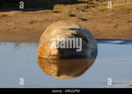 Phoque gris Halichoerus grypus couché dans l'eau à Donna Nook Lincolnshire Banque D'Images