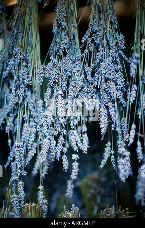 Séchage de lavande, Salt Spring Island (Colombie-Britannique) Banque D'Images