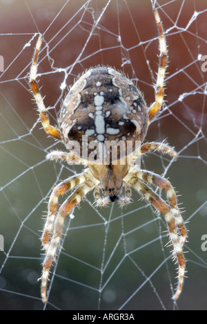 Jardin Araignée européenne (Araneus diadematus) Banque D'Images