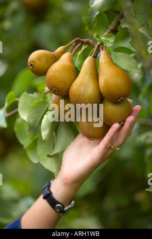 Une femme cueillant des fruits les poires dans un jardin de Dorset England UK MR Banque D'Images